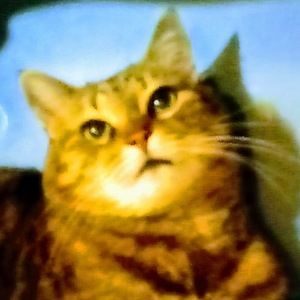 Meet your Posher, Genevieve